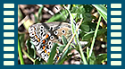 bellargus Eiablage 1
