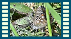 bellargus Eiablage 2