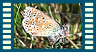 bellargus Eiablage 3
