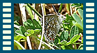 bellargus Eiablage 4