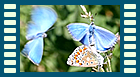bellargus Kopula mit Störung Film