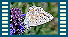 bellargus w