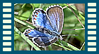 bellargus f. ceronus
