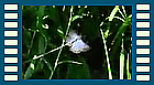 daphnis Film Flugbild