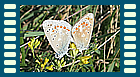 dorylas Kopula