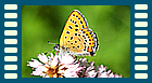 helle m video an Polygonum bistorta