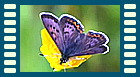helle m upperside video