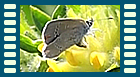 minimus Eiablage 3