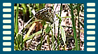 tityrus Eiablage Video