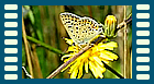 tityrus m Sommergeneration Video