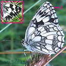 Schachbrettfalter (Melanargia galathea)