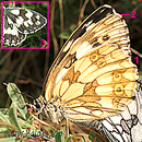 galathea female