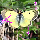STEPPEN-GELBLING (Colias erate)