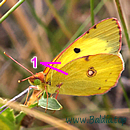 STEPPEN-GELBLING (Colias erate)