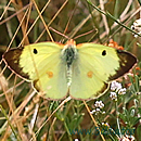 STEPPEN-GELBLING (Colias erate)