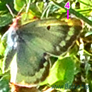 ALPEN-GELBLING (Colias phicomone) m