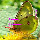 ALPEN-GELBLING (Colias phicomone) m