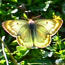 ALPEN-GELBLING (Colias phicomone) m