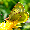 ALPEN-GELBLING (Colias phicomone) m