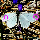 Tintenfleck-Weißling (sinapis,juvernica,morsei,reali)