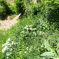 agestis Habitat