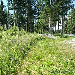 amandus Aberration Habitat