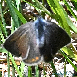 Amandus Aberration w