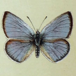 Iolana iolas - Blasenstrauch-Bläuling - Iolas Blue - Azuré du baguenaudier, Argus du Baguenaudier, Argus géant