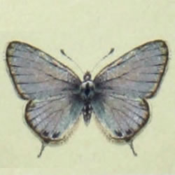Leptotes pirithous - Kleiner Wanderbläuling
