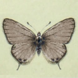 Leptotes pirithous - Kleiner Wanderbläuling