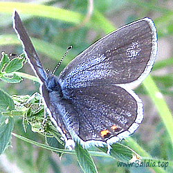  (Everes) argiades,tiresias,Papilio amyntas - Kurzschwänziger Bläuling