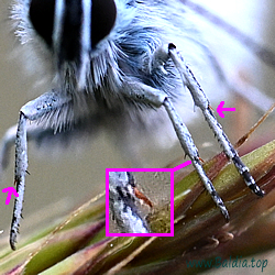 Plebejus argus - Argus-Bläuling, GeisskleeBläuling