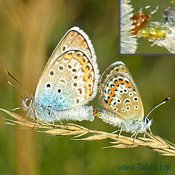 Plebejus argus - Argus-Bläuling, GeisskleeBläuling - Kopula