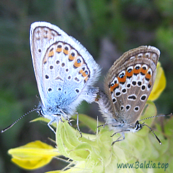 Plebejus argus - Argus-Bläuling, GeisskleeBläuling - Kopula