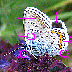 Plebejus argus,aegon - Argus-Bläuling, GeißkleeBläuling