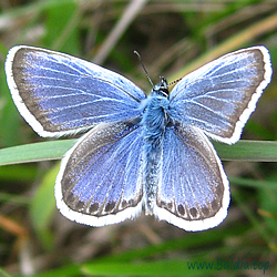 Plebejus argus,aegon - Argus-Bläuling, Geißkleebläuling