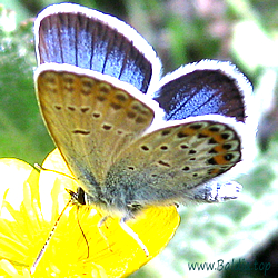 Plebejus argus,aegon - Argus-Bläuling, Geißkleebläuling