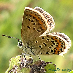 Plebejus argus - Argus-Bläuling, Geißkleebläuling