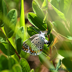 argyrognomon Eiablage