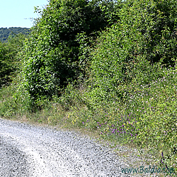 argyrognomon Habitat 3