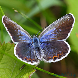 argyrognomon blau besprüht
