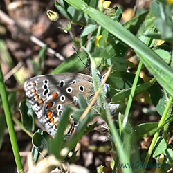 bellargus Eiablage 1