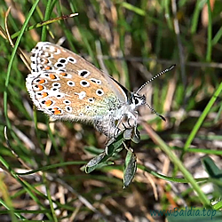 bellargus Eiablage 3