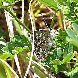 bellargus Eiablage 4