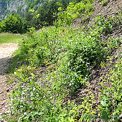 bellargus Habitat 3