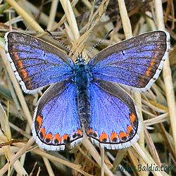 Polyommatus (Lysandra) bellargus,adonis,f.ceronus - Himmelblauer Bläuling - Adonis Blue - Belargus, Azuré bleu céleste, Adonis bleu