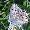 bellargus  male underside