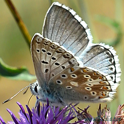 Polyommatus coridon, Lysandra, Meleageria, Lycaena cordion - Silbergrüner Bläuling, Grastrift-Bläuling, Schafschwingelrasen-Bläuling - Chalk-hill Blue - Niña coridon - Argus bleu-nacré