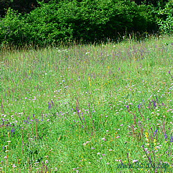 daphnis Habitat