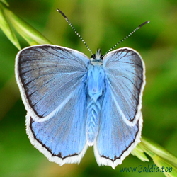 Polyommatus daphnis - Zahnflügel-Bläuling